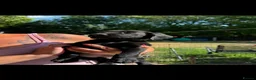 Labrador Retriever dogs for sale: Labrador's  in Chesterfield - Advert 20