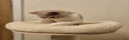 British Shorthair cats for sale: Fawn Bicolour Females - Spayed/Neutered - Advert 14