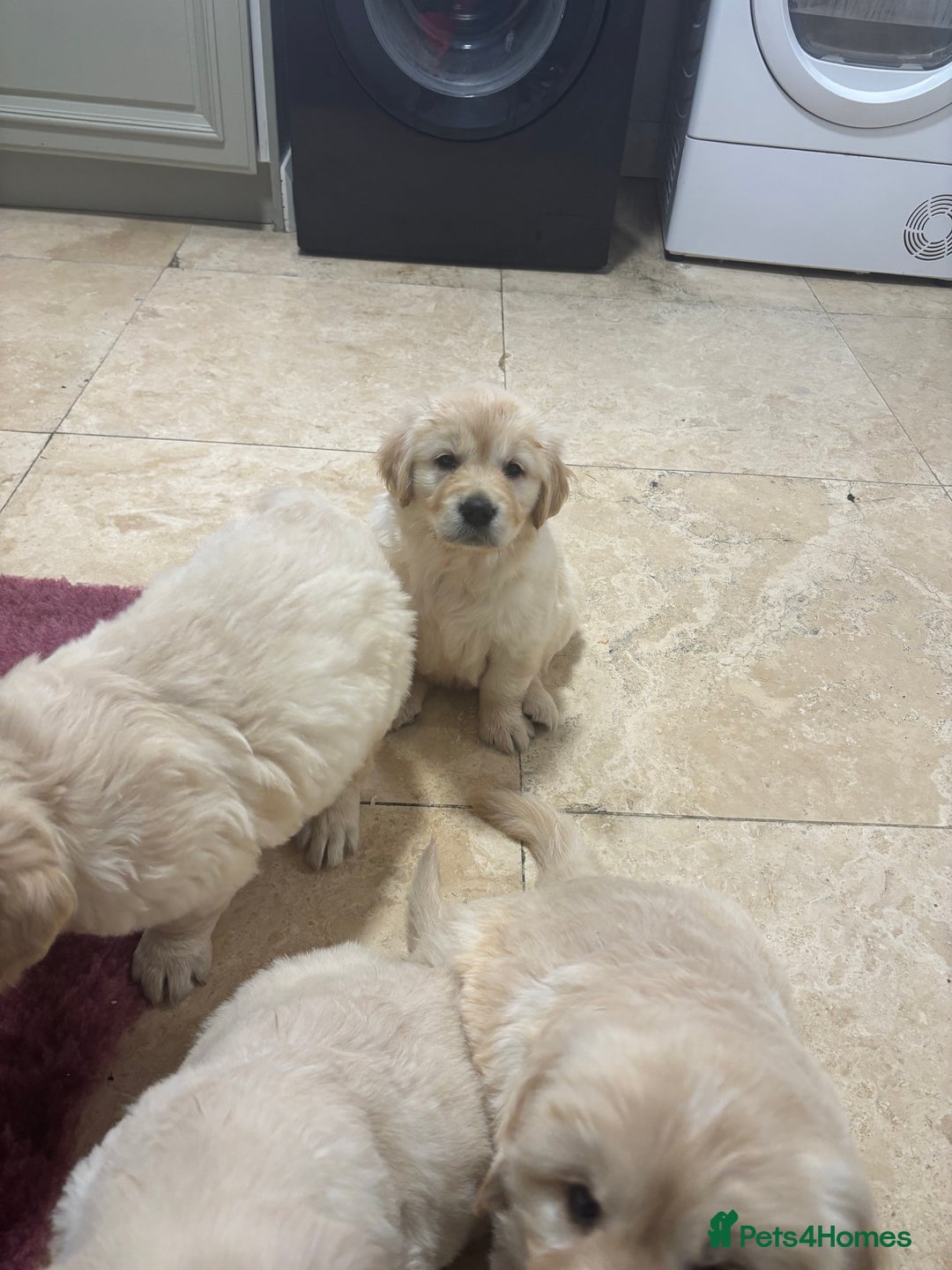 Golden Retriever dogs for sale: Golden retriever puppies  - Advert 13