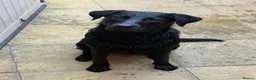 Labrador Retriever dogs for sale: CHARLIE - Black Labrador in Worthing - Advert 4