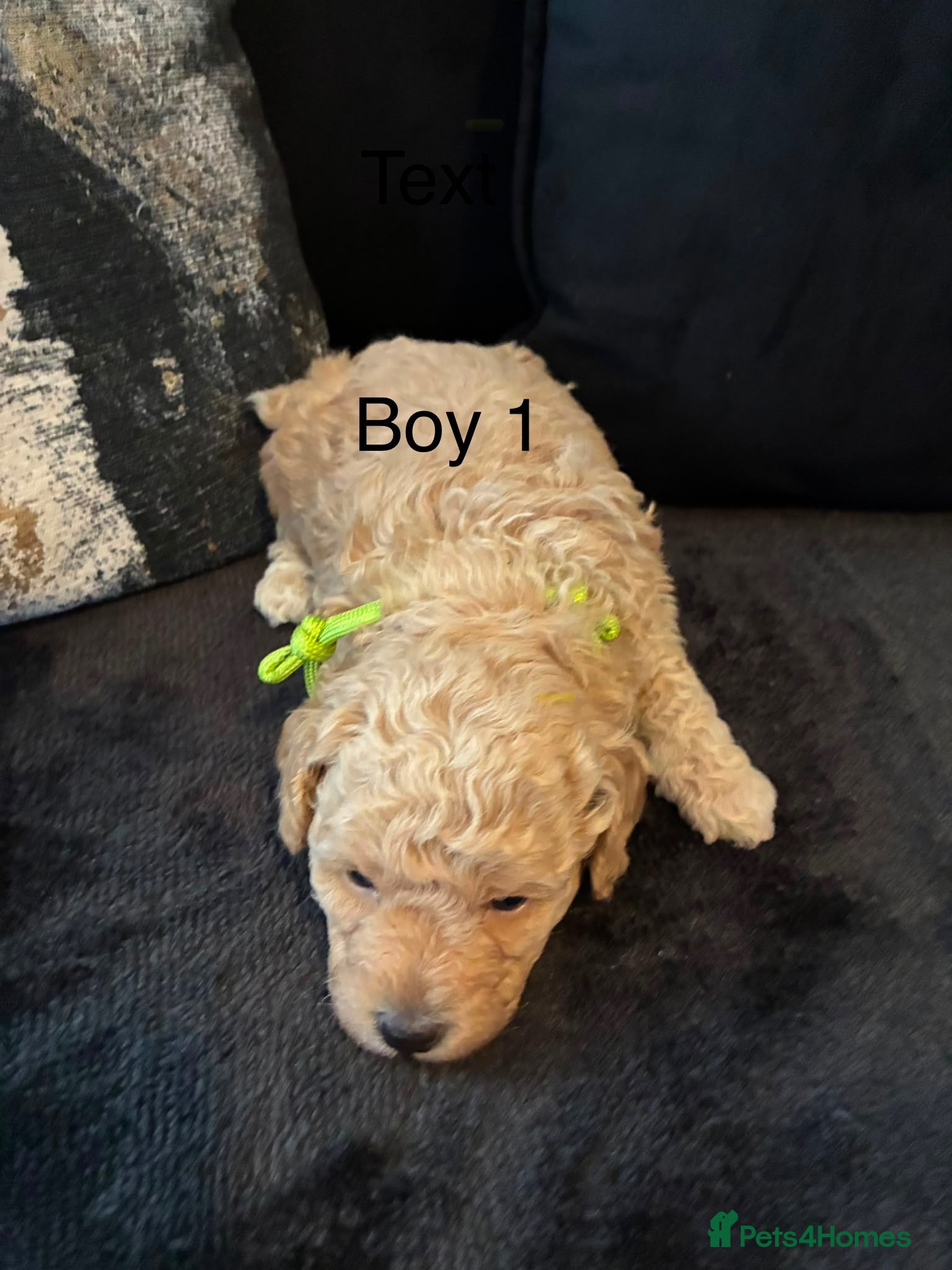Poochon dogs Miniature F1B toy poochon  - Advert 2
