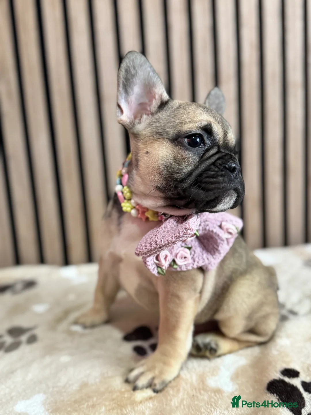 French Bulldog dogs for sale: KC REGISTERED FRENCH BULLDOG 🐶 - Advert 11