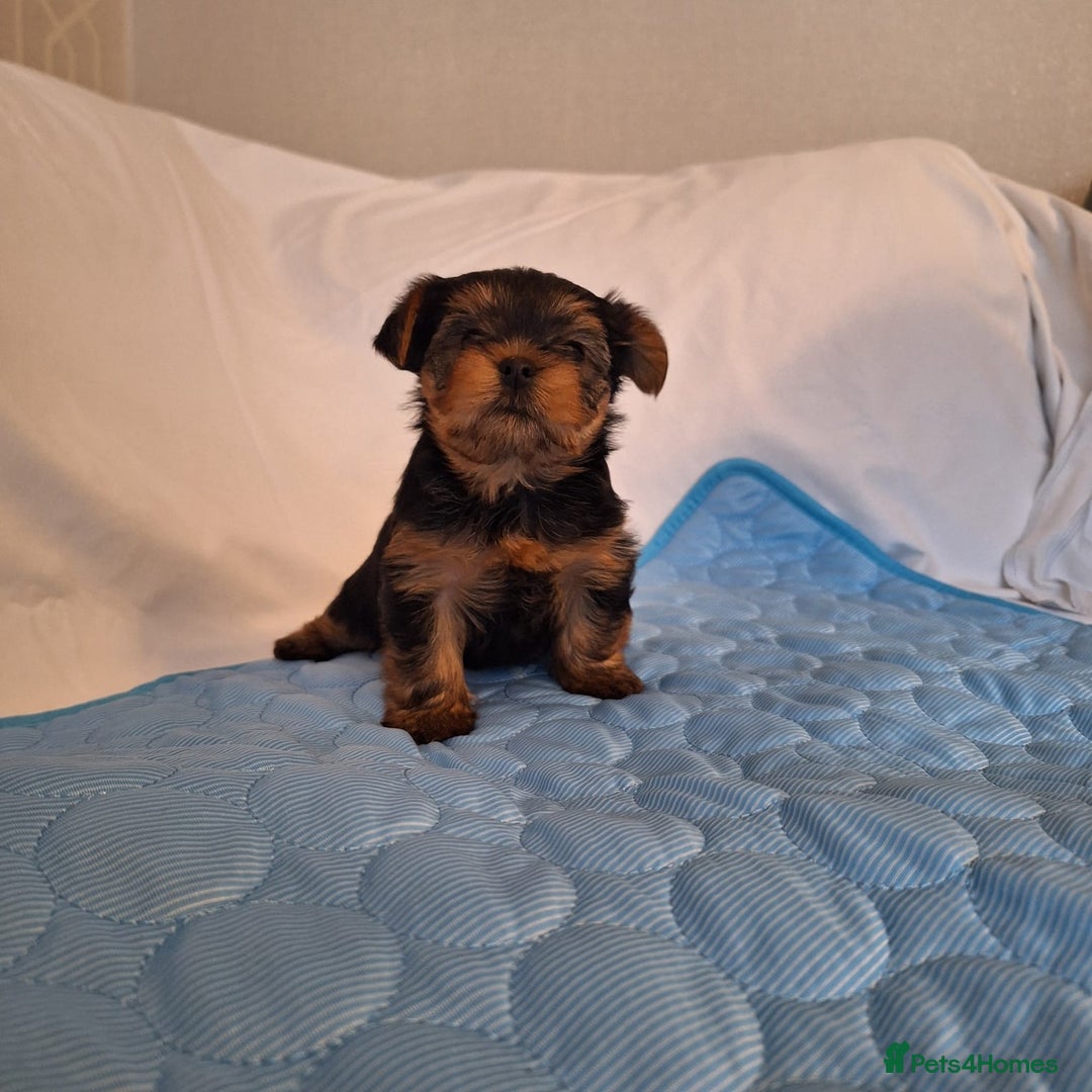 Yorkshire Terrier dogs for sale: Yorkshire Terrier Puppies – Ready 24 Dec - Image 21
