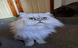 Persian cats for sale: 2 Persian Boys | Available ASAP.  - Image 1