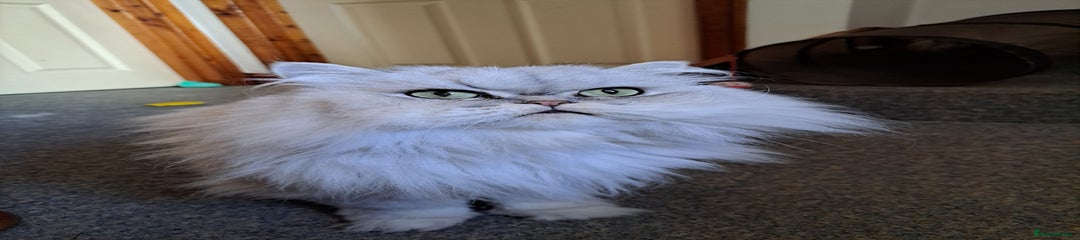 White Persian