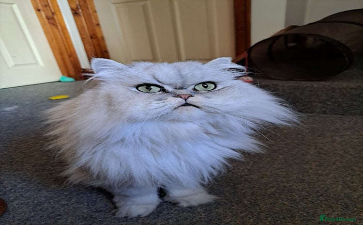 Persian cats - Advert 2