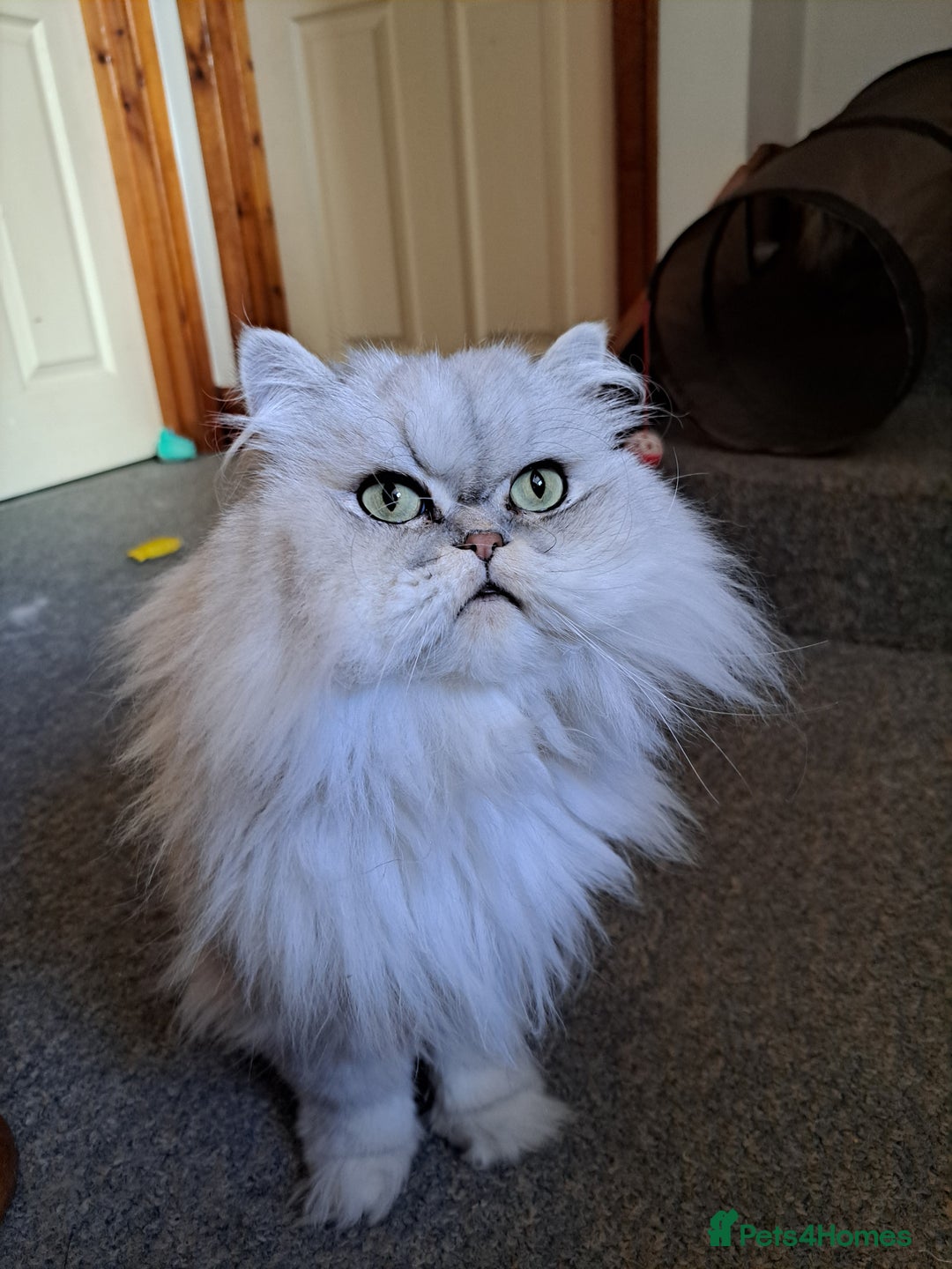 Persian cats for sale: 2 Persian Boys | Available ASAP.  - Image 1