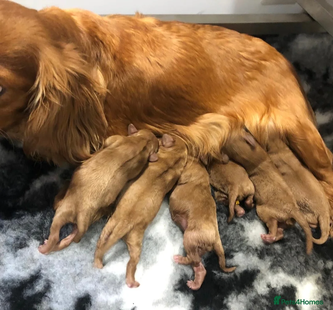 Cavapoo dogs for sale: 🐾 Stunning Cavapoo Puppies 🐾 in Sunderland - Advert 8