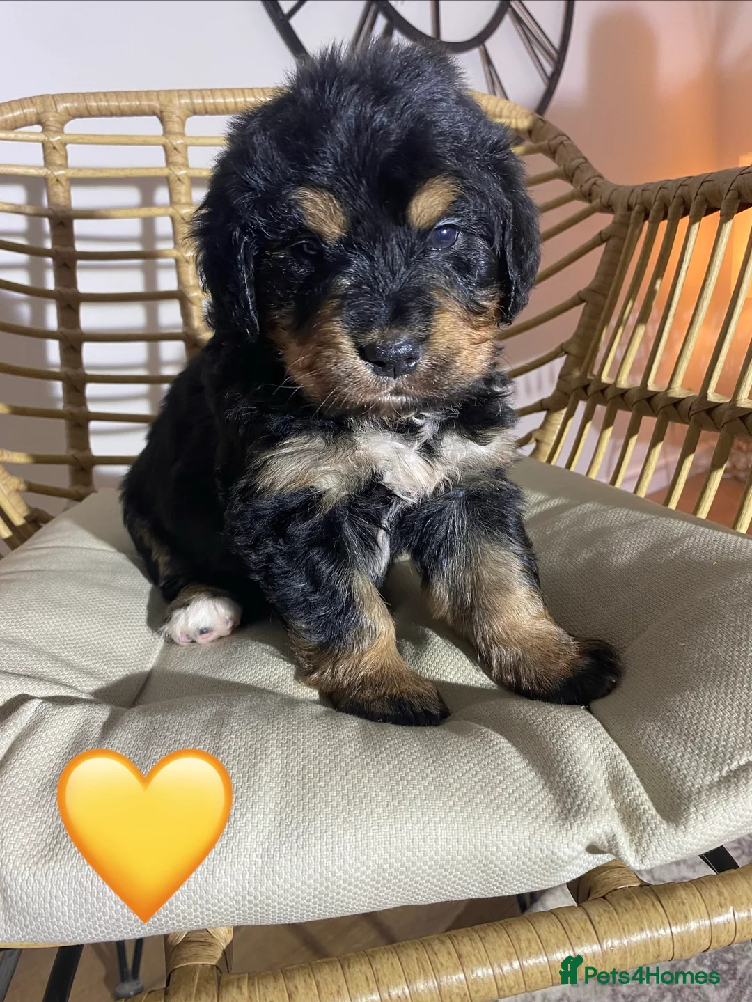 Mixed Breed dogs for sale: Golden Bernese Puppies 🖤🤍🤎 - Advert 7