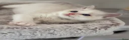 Ragdoll cats for sale: Stunning Bi-Colour Ragdoll Kittens – 7 Available   - Advert 5