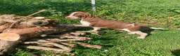 Bracco Italiano dogs for sale: Wonderful litter  - Advert 8