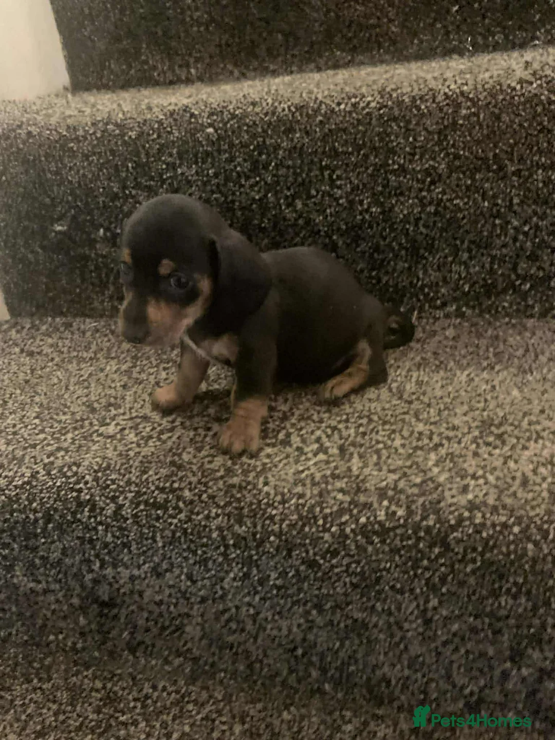 Dachshund dogs for sale: Female dachhund  in Sleaford - Advert 6