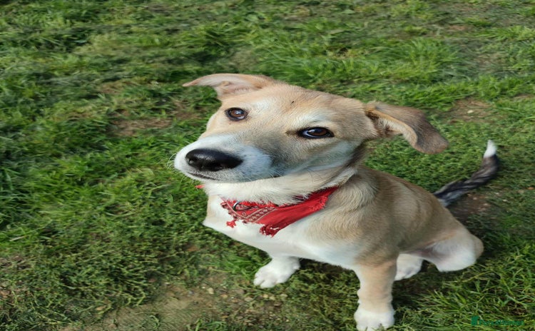 Mixed Breed dogs for adoption - Advert 1