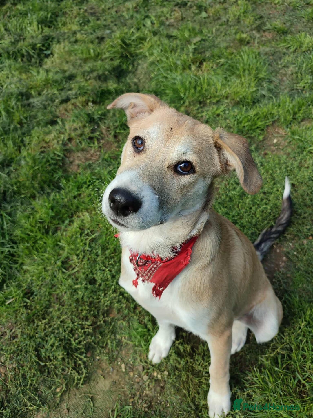 Mixed Breed dogs for adoption: Loving Simba for adoption  - Image 1