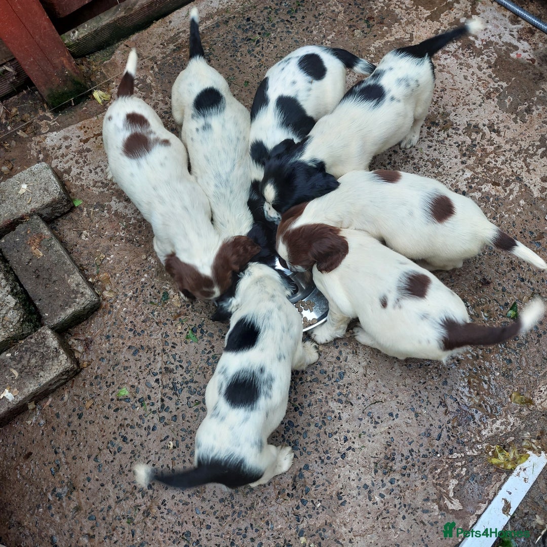 English Springer Spaniel dogs for sale: Springer spaniel pups  - Image 8