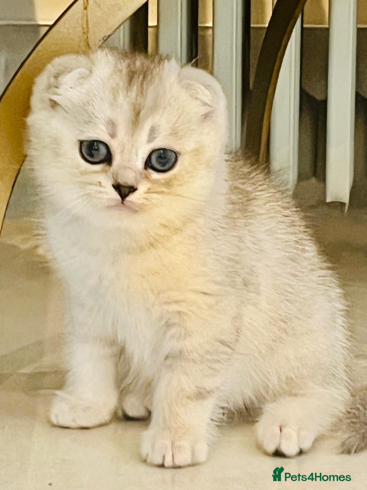 Scottish Fold cats Pure Scottish Fold  - Advert 1