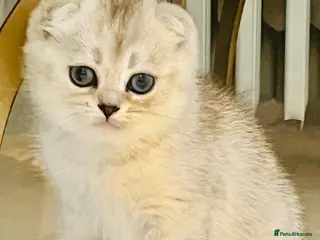 Scottish Fold cats Pure Scottish Fold - Advert 1