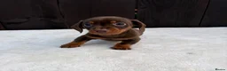 Miniature Dachshund dogs for sale: Dachshund puppies 2 boys 1 girl  - Advert 34