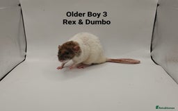 Rat rodents for sale: October Litters: 32 Rats For Sale - Image 3