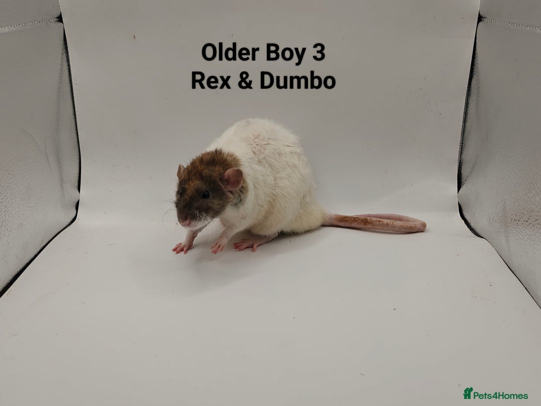 Rat rodents for sale: October Litters: 32 Rats For Sale - Image 3