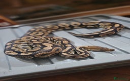 Snake reptiles for sale: Reptile rehoming - Image 11