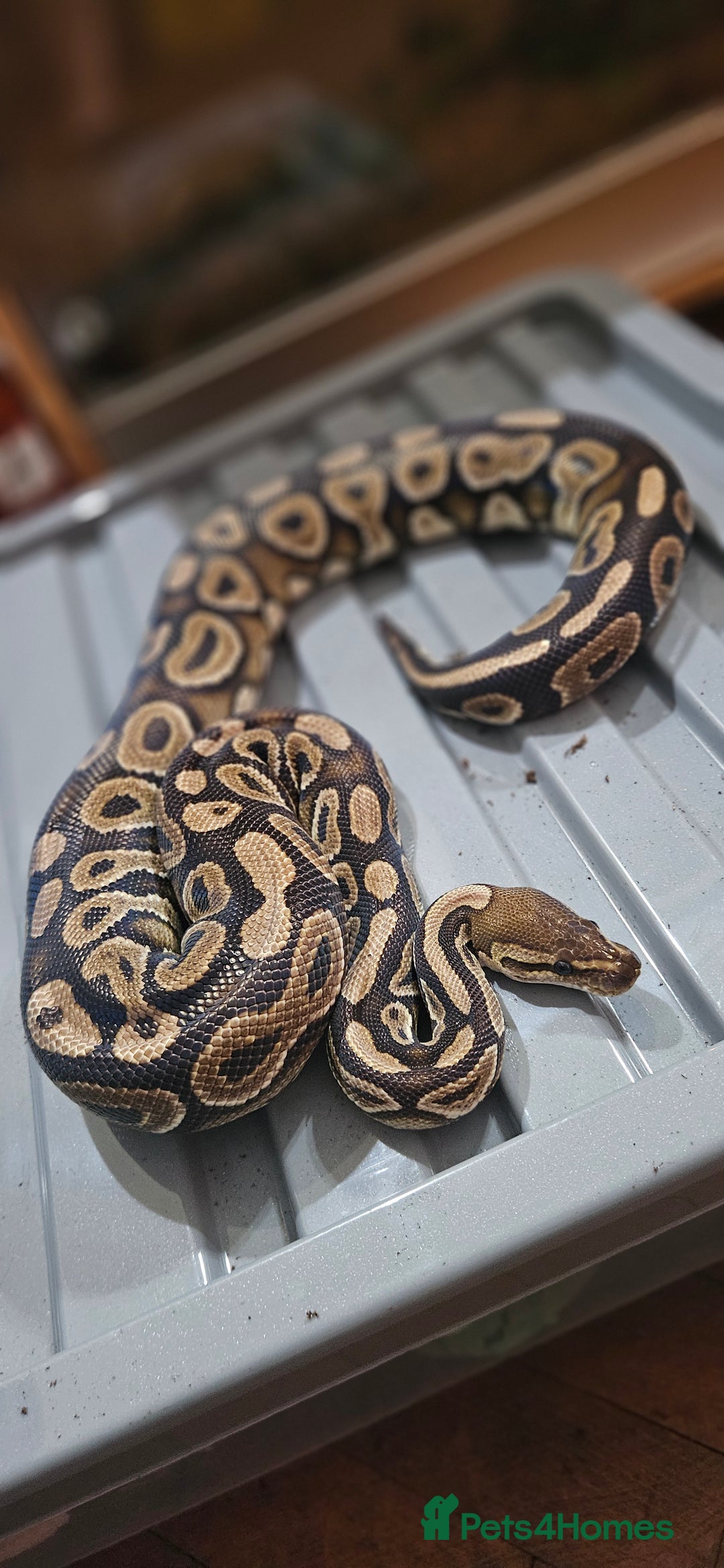 Snake reptiles for sale: Reptile rehoming - Image 11