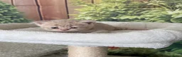 British Shorthair cats for sale: stunning british shorthair  - Advert 39