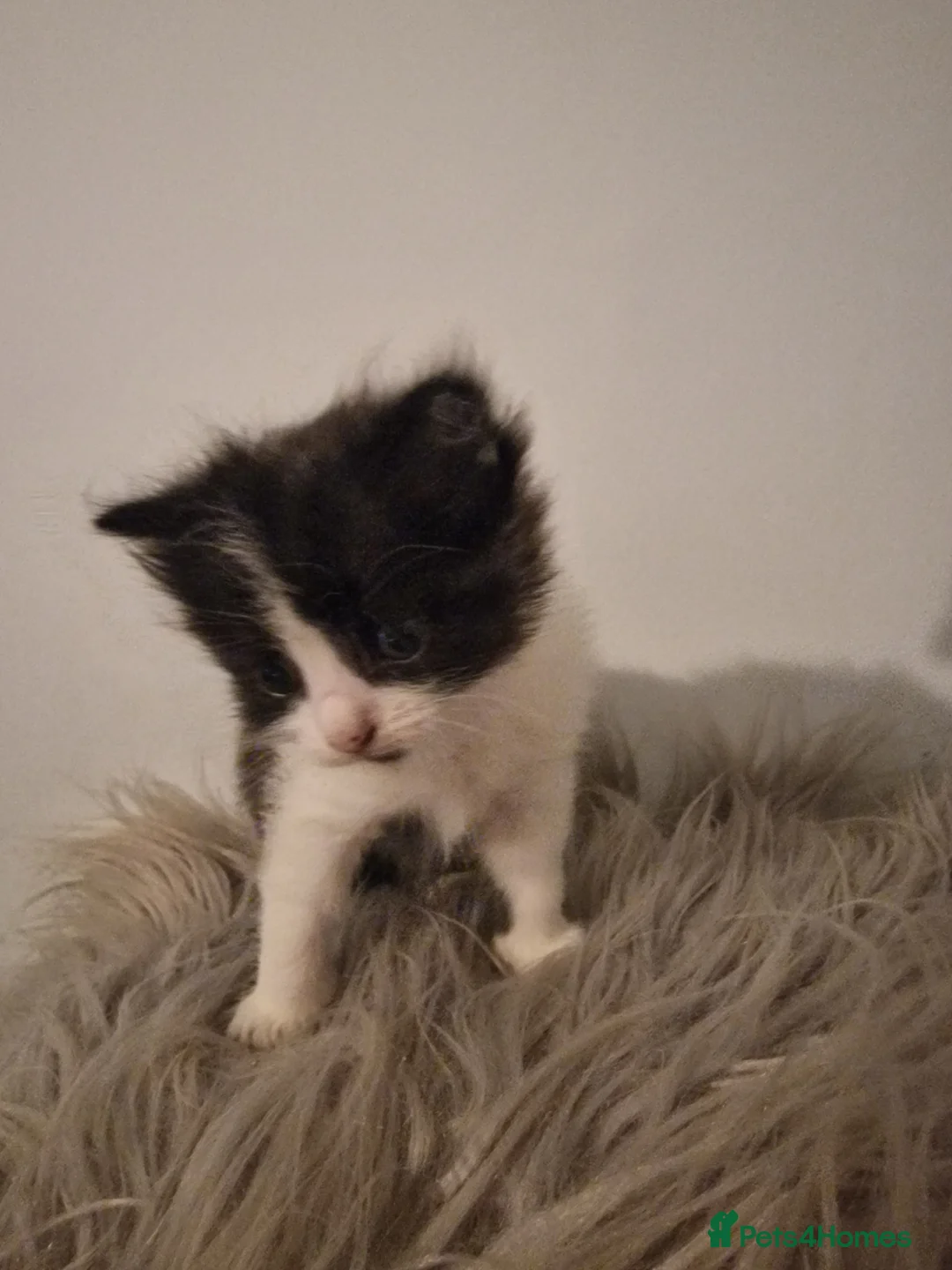 Mixed Breed cats for sale: Long haired kittens - Advert 4