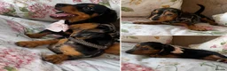 Dachshund dogs for sale: Miniture dachshunds Ready to go in Mitcham - Advert 8