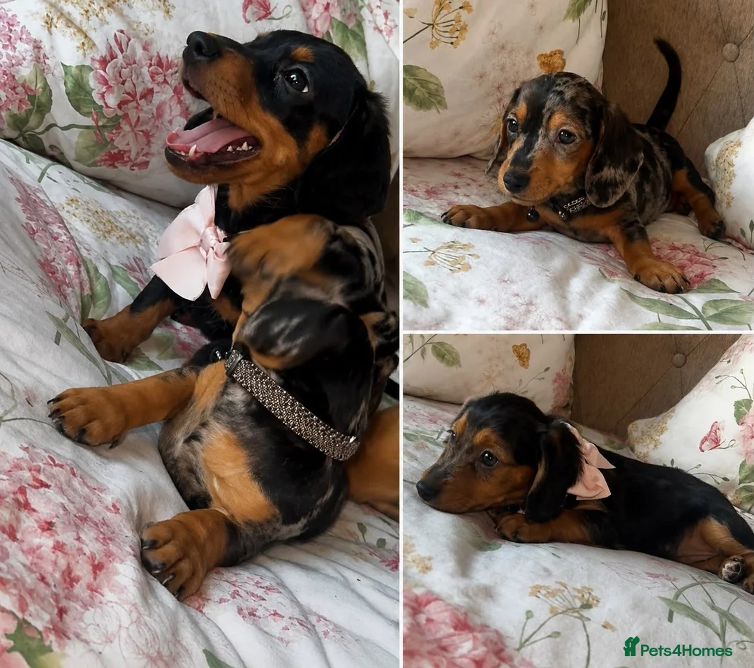 Dachshund dogs for sale: Miniture dachshunds Ready to go in Mitcham - Advert 8