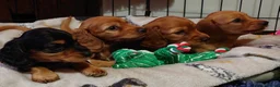 Miniature Dachshund dogs for sale: Brothers & sisters  to Crufts Best Puppy Dog 2025 in Hereford - Advert 8