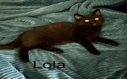 British Shorthair cats for sale: Black British Shorthair ready to go now.  - Image 3