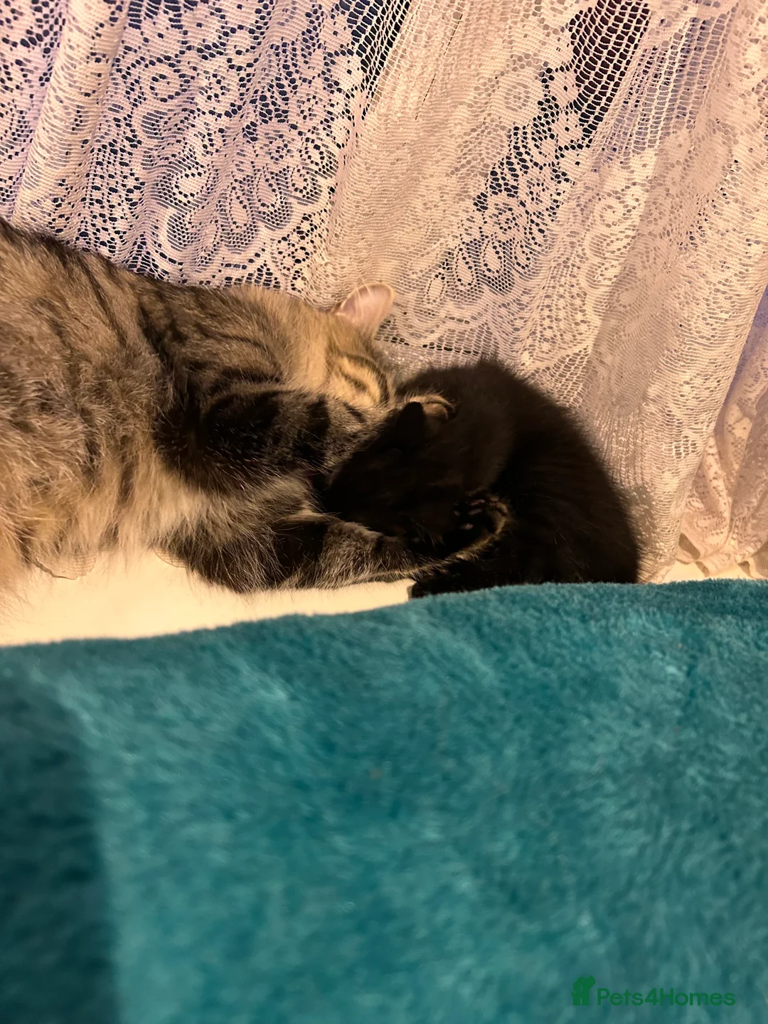 Mixed Breed cats for sale: Maine Coon cross - Advert 2