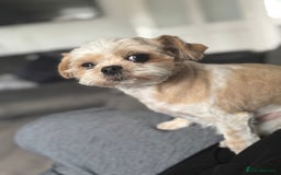 Mixed Breed dogs for stud: Chi Shi Shi tzu * Chihuahua  - Image 2