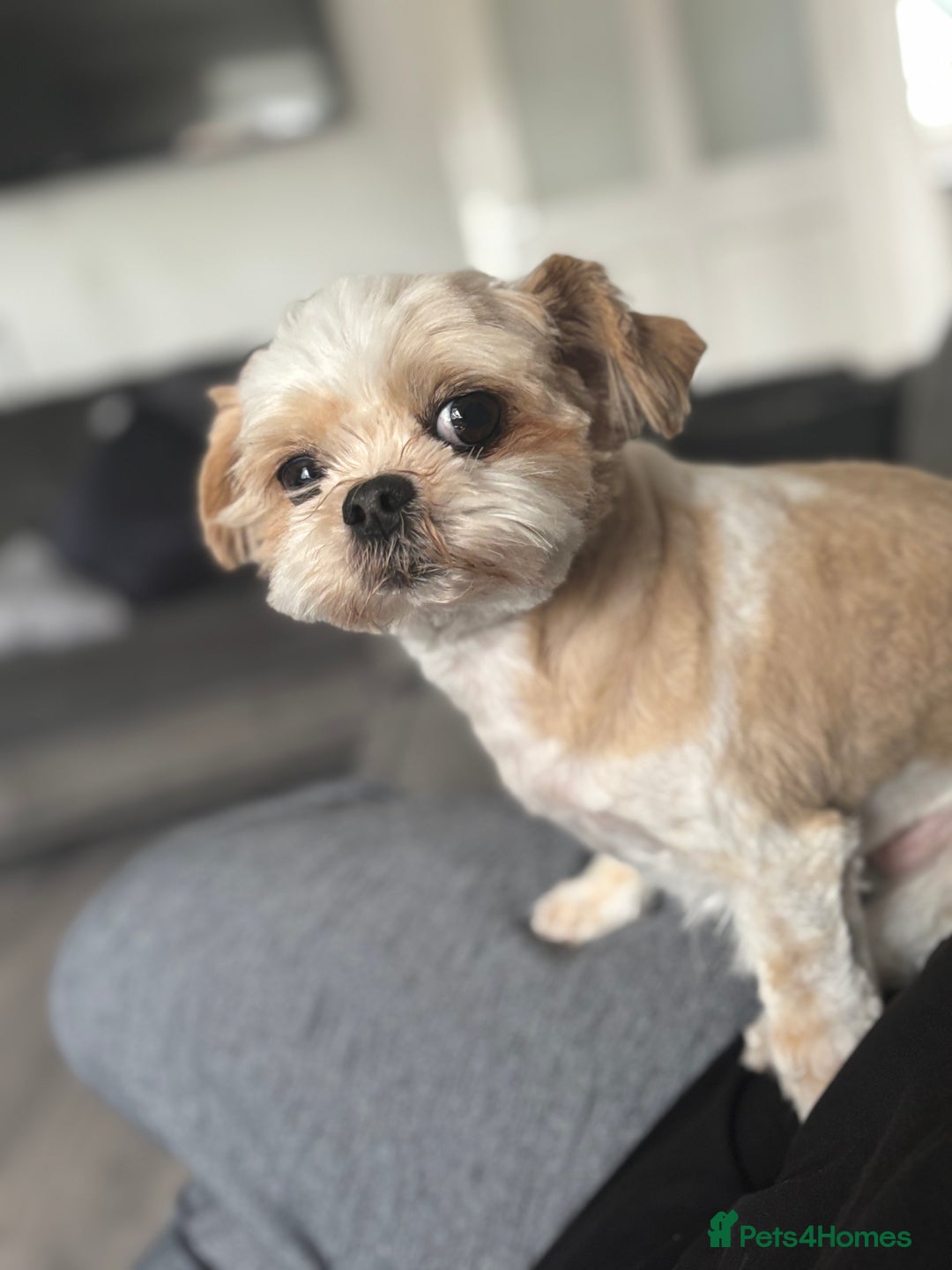 Mixed Breed dogs for stud: Chi Shi Shi tzu * Chihuahua  - Image 2