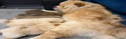 Chow Chow dogs for sale: Beautiful KC Registered Chow Chow Puppies  - Advert 29
