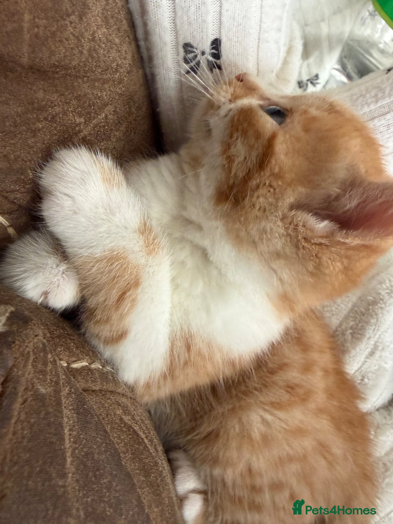 British Longhair cats Beautiful ginger and tortoiseshell kittens  - Advert 8
