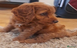 Cockapoo dogs for sale: Beautiful F1 red/golden cockapoo puppies - Image 9