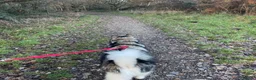 Alaskan Malamute dogs for adoption: Teddy (Alaskan Malamute) in Southampton - Advert 13