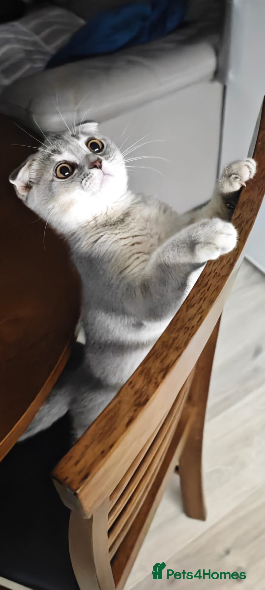 Scottish Fold cats Lovely kittens looking for new family 😻 - Advert 2