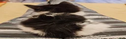 Mixed Breed cats for sale: Kittens - Advert 9