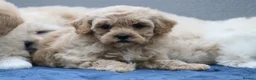 Cavapoochon dogs for sale: Cavapochon puppies for sale - Advert 19