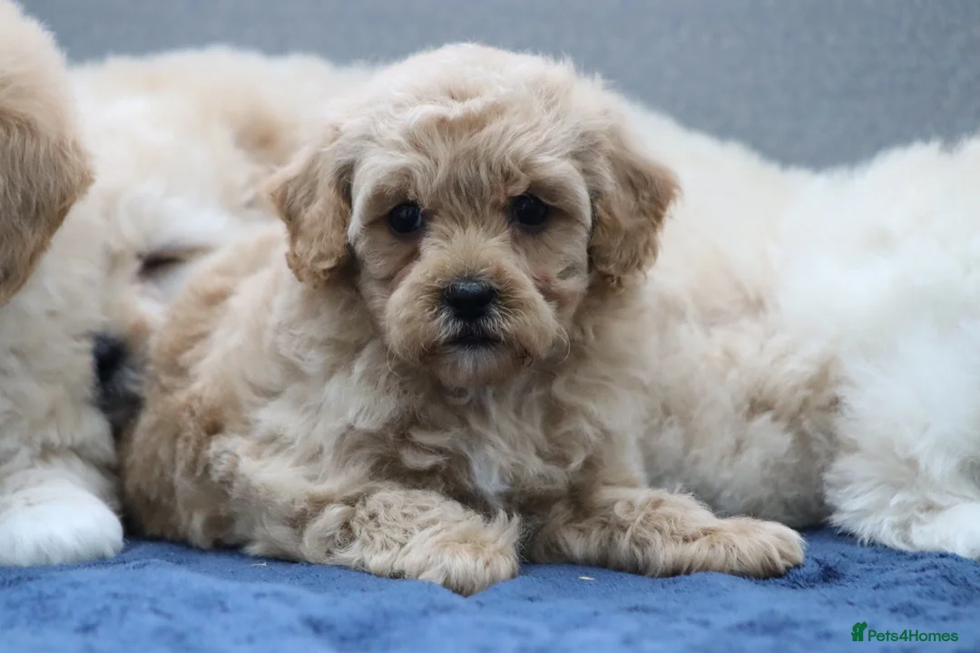 Cavapoochon dogs for sale: Cavapochon puppies for sale - Advert 19