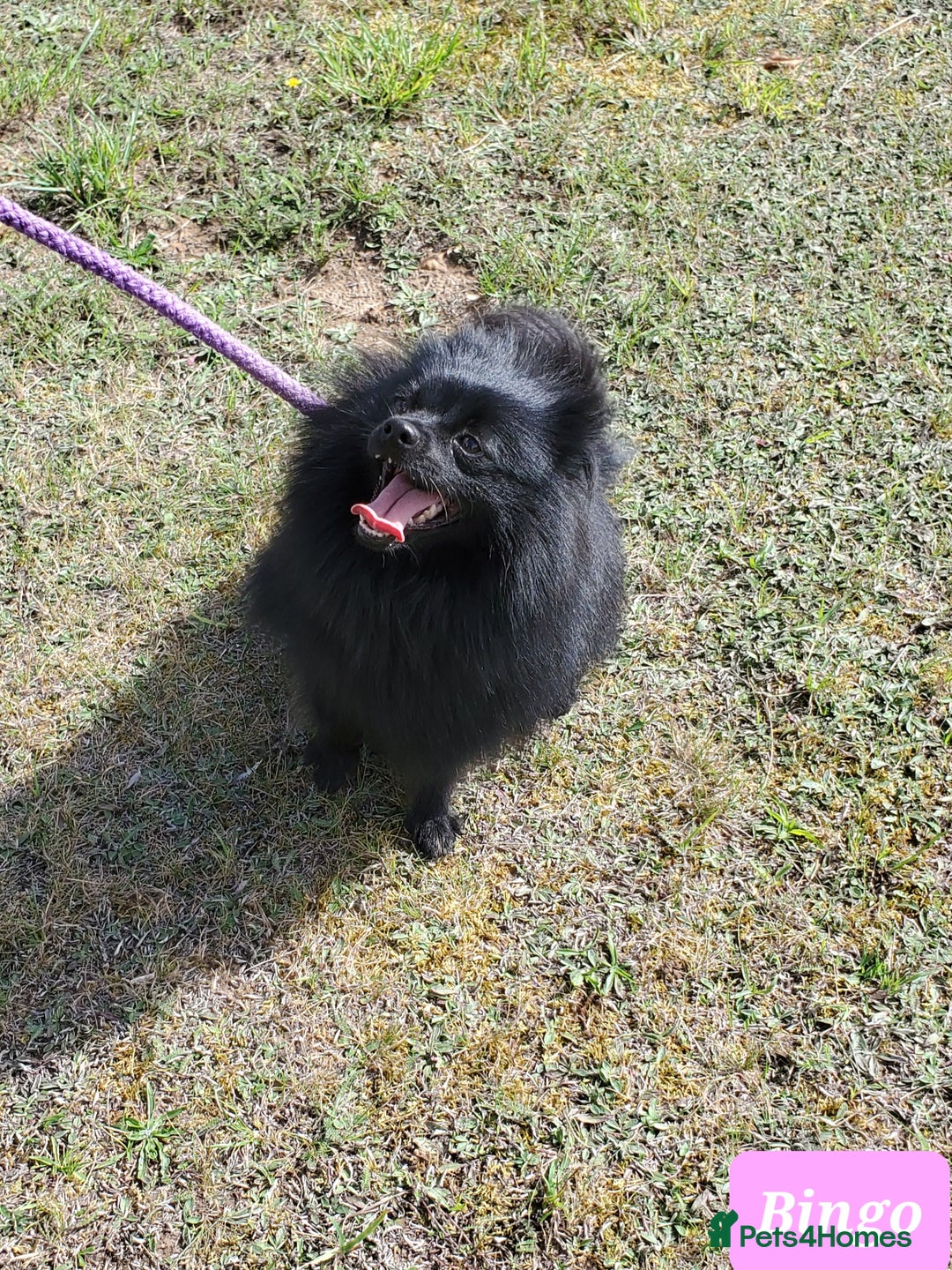 German Spitz dogs for sale: Bluey & Bingo looking for Loving Homes.  - Advert 14