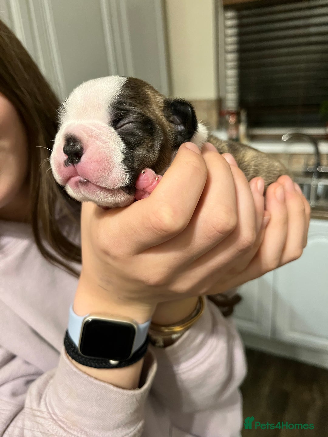 Boston Terrier dogs for sale: Boston Terrier Puppies. Ready in 2 weeks.  - Advert 14