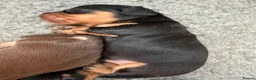 Miniature Dachshund dogs for sale: Stunning Miniature Silky Wire Haired Dachshunds  in Torquay - Advert 7