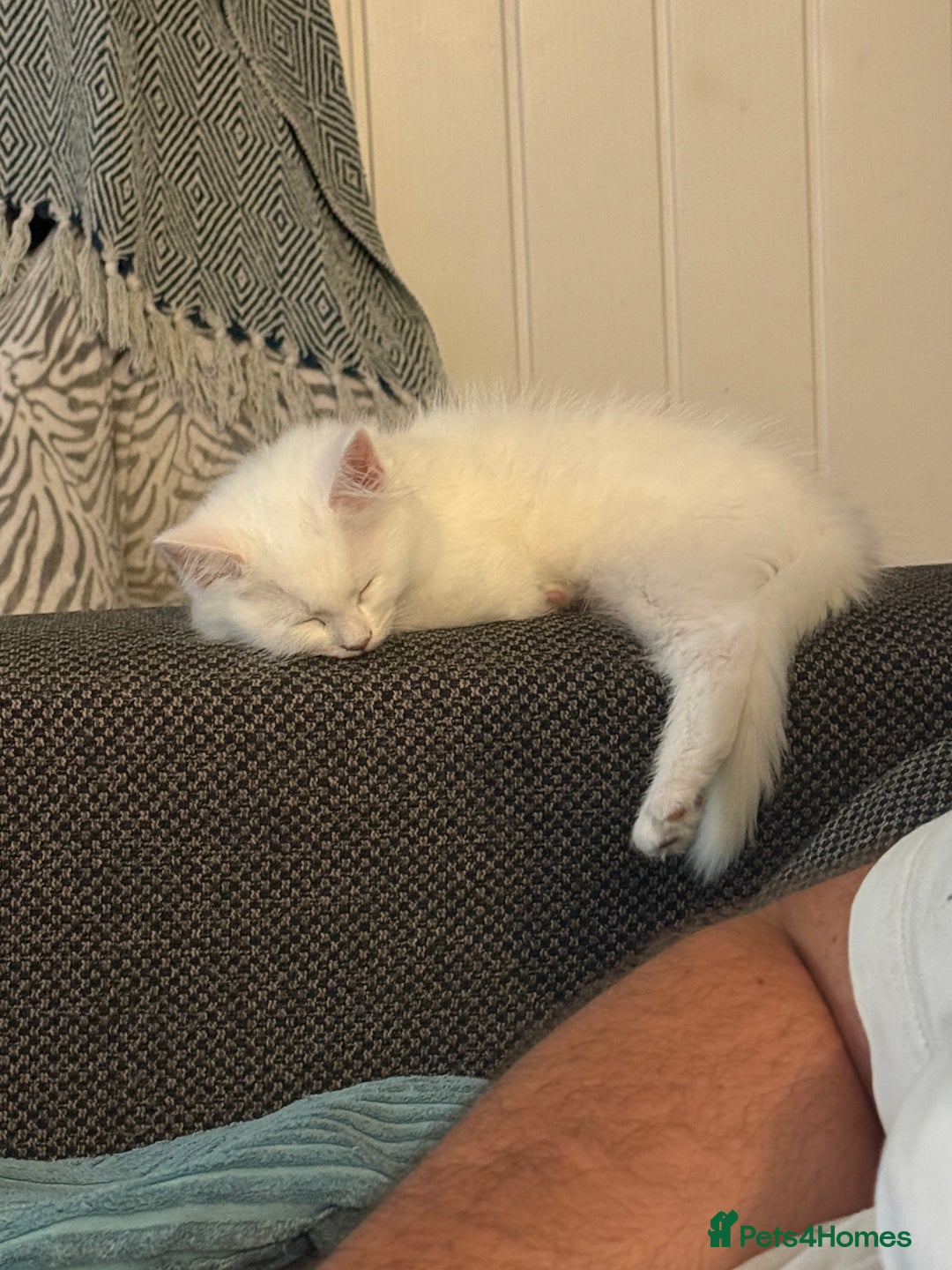 Ragdoll cats for sale: Ragdoll BSH cross kitten  - Image 5