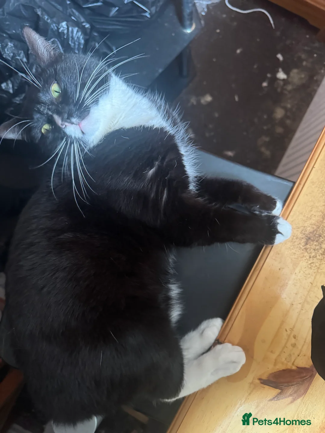 Domestic Shorthair cats for sale: Felix (domesticated shorthair)  - Advert 4