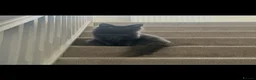 Maine Coon cats for sale: GCCF/Russian Champions BLUE SMOKE Kitten - Advert 14
