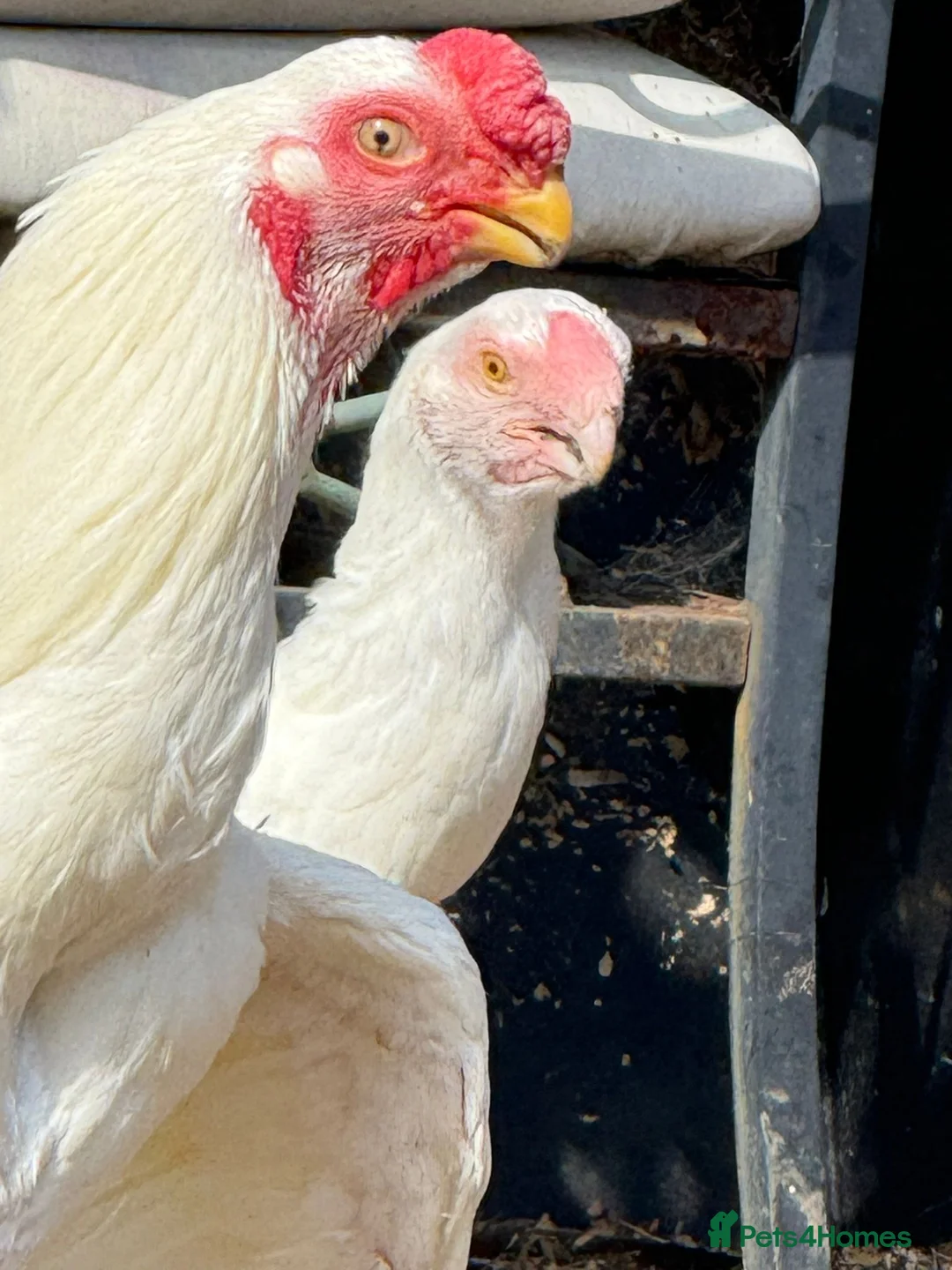 Chickens poultry for sale: RARE PARROT BEAK ASEEL CHICKENS FOR SALE - Advert 6